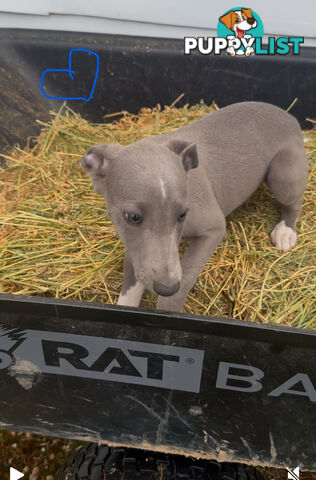 Beautiful pure bred Whippets