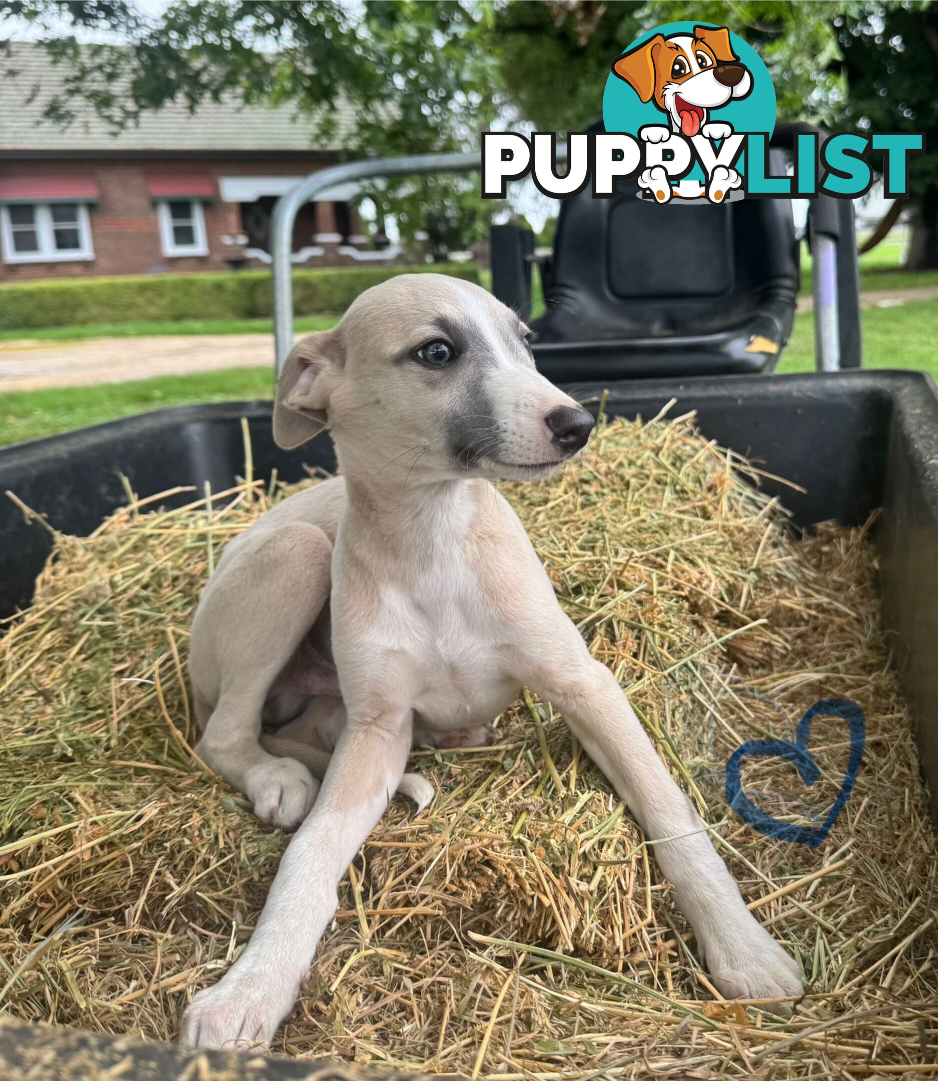 Beautiful pure bred Whippets