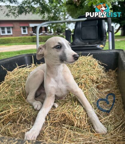 Beautiful pure bred Whippets