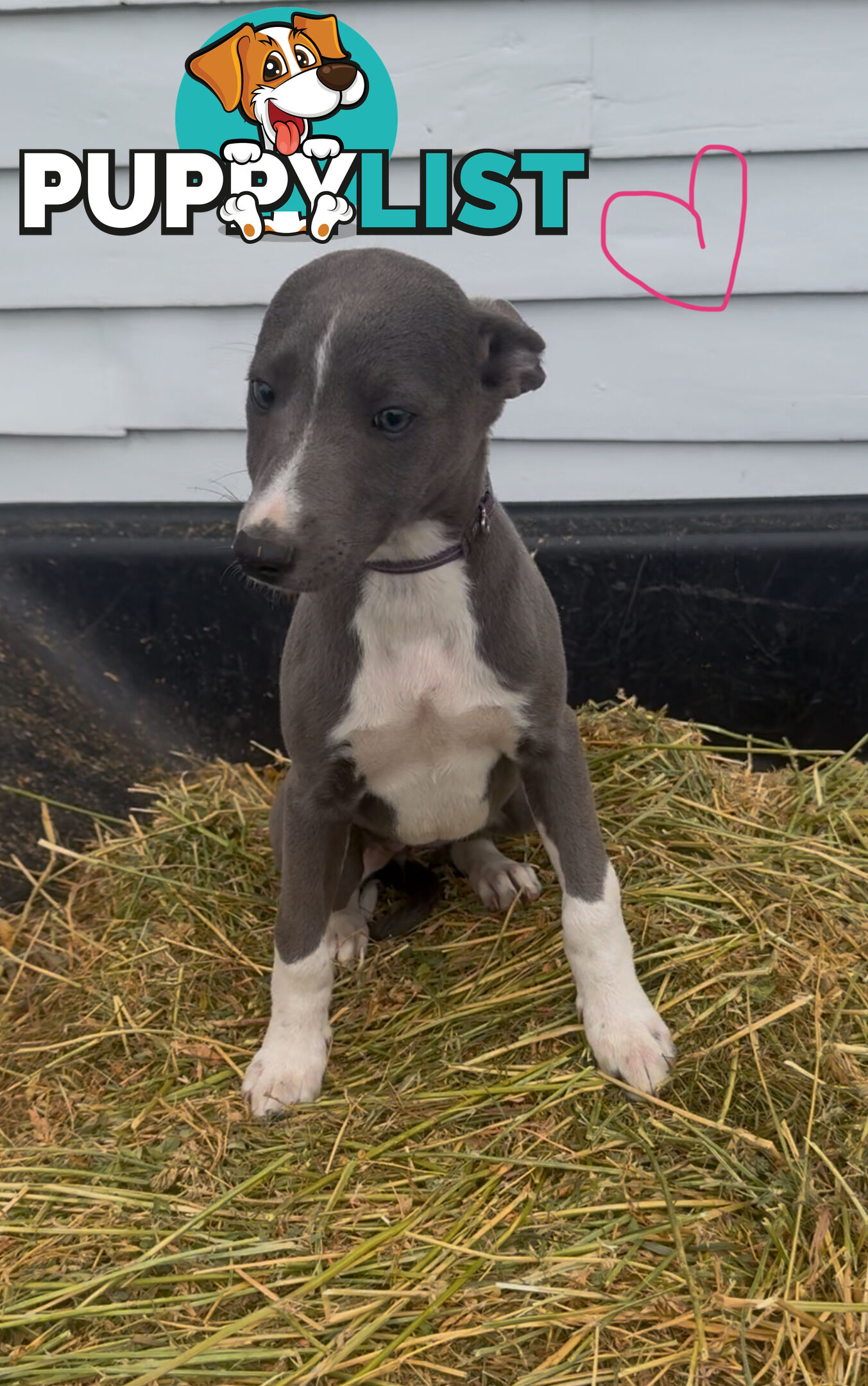 Beautiful pure bred Whippets