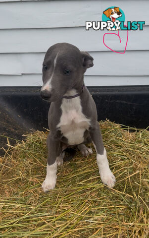 Beautiful pure bred Whippets