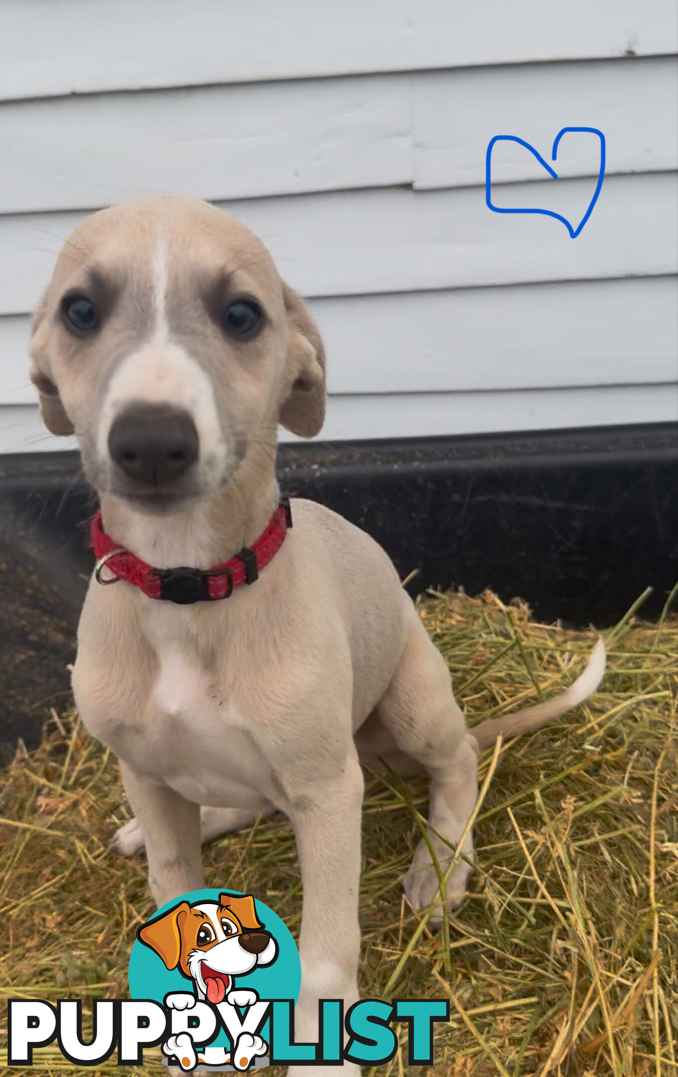 Beautiful pure bred Whippets