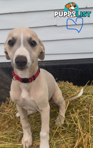 Beautiful pure bred Whippets