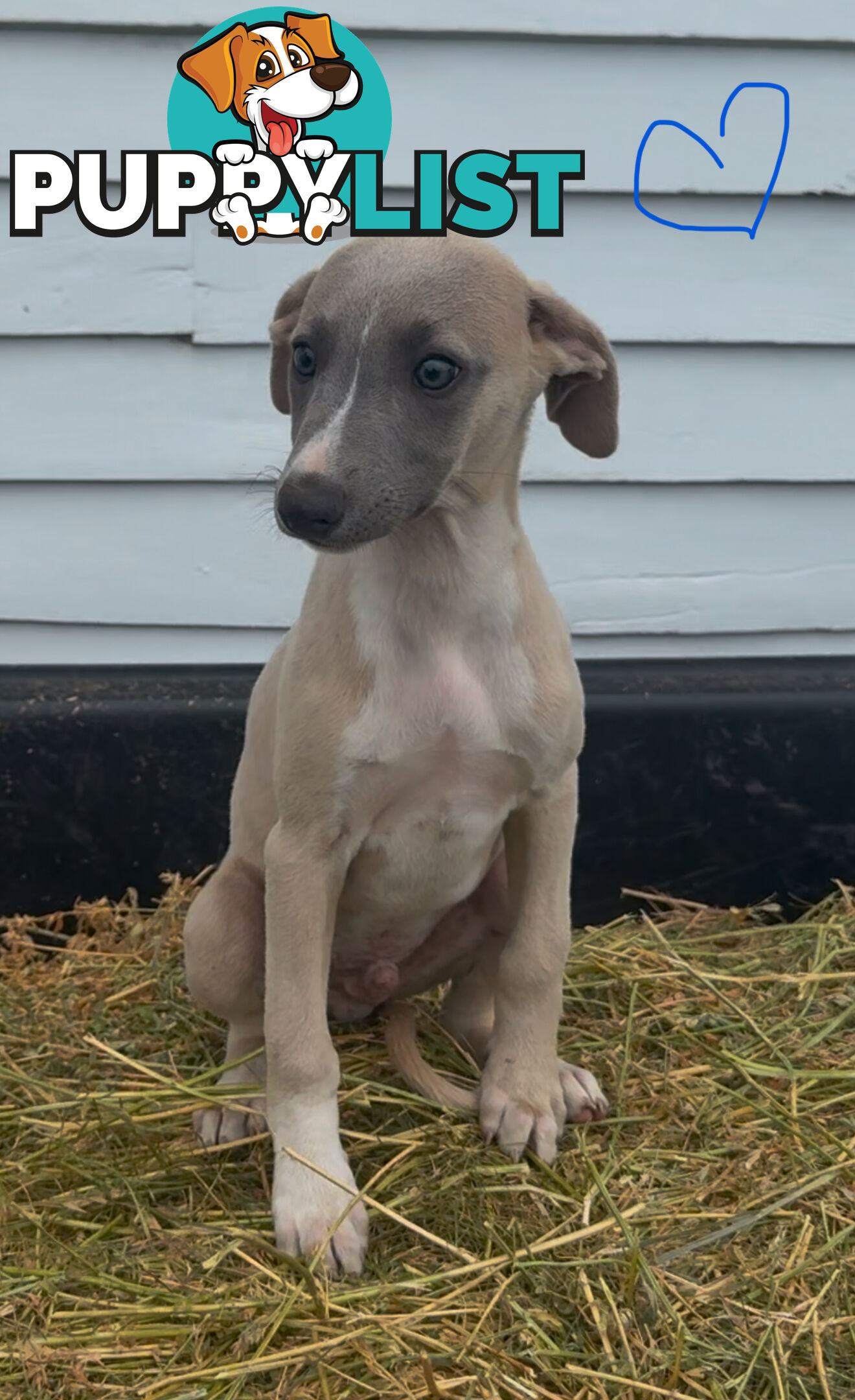 Beautiful pure bred Whippets