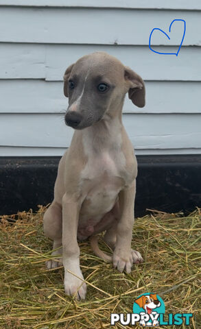 Beautiful pure bred Whippets