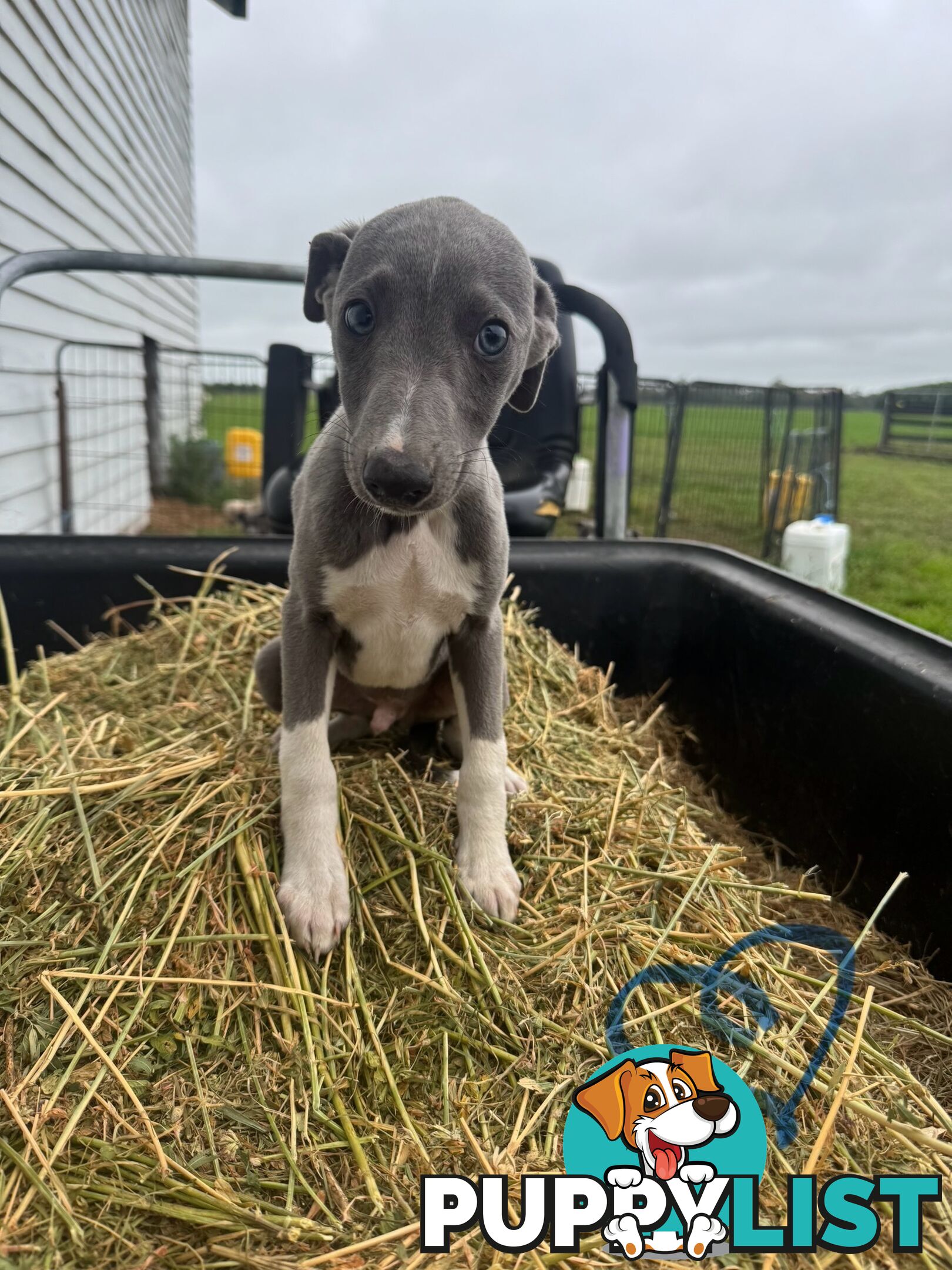 Beautiful pure bred Whippets