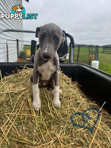 Beautiful pure bred Whippets