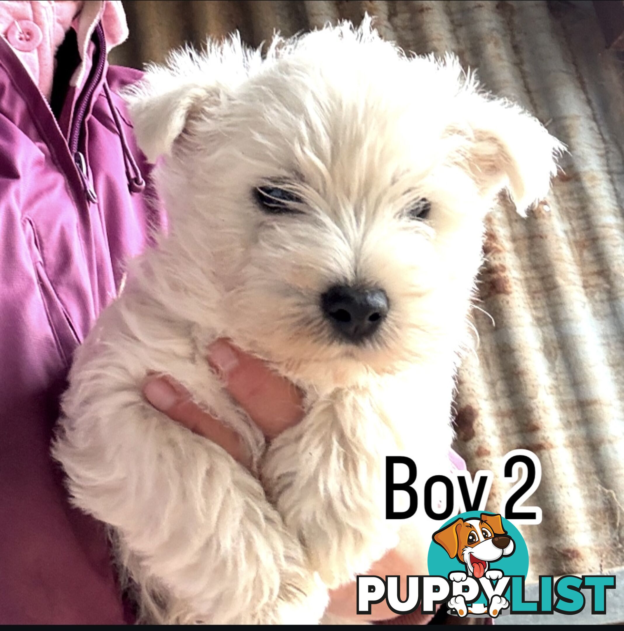 ❤️Purebred West Highland Terrier Puppies ❤️