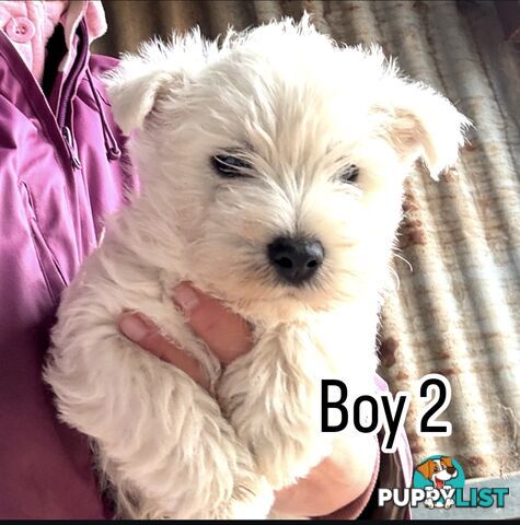 ❤️Purebred West Highland Terrier Puppies ❤️