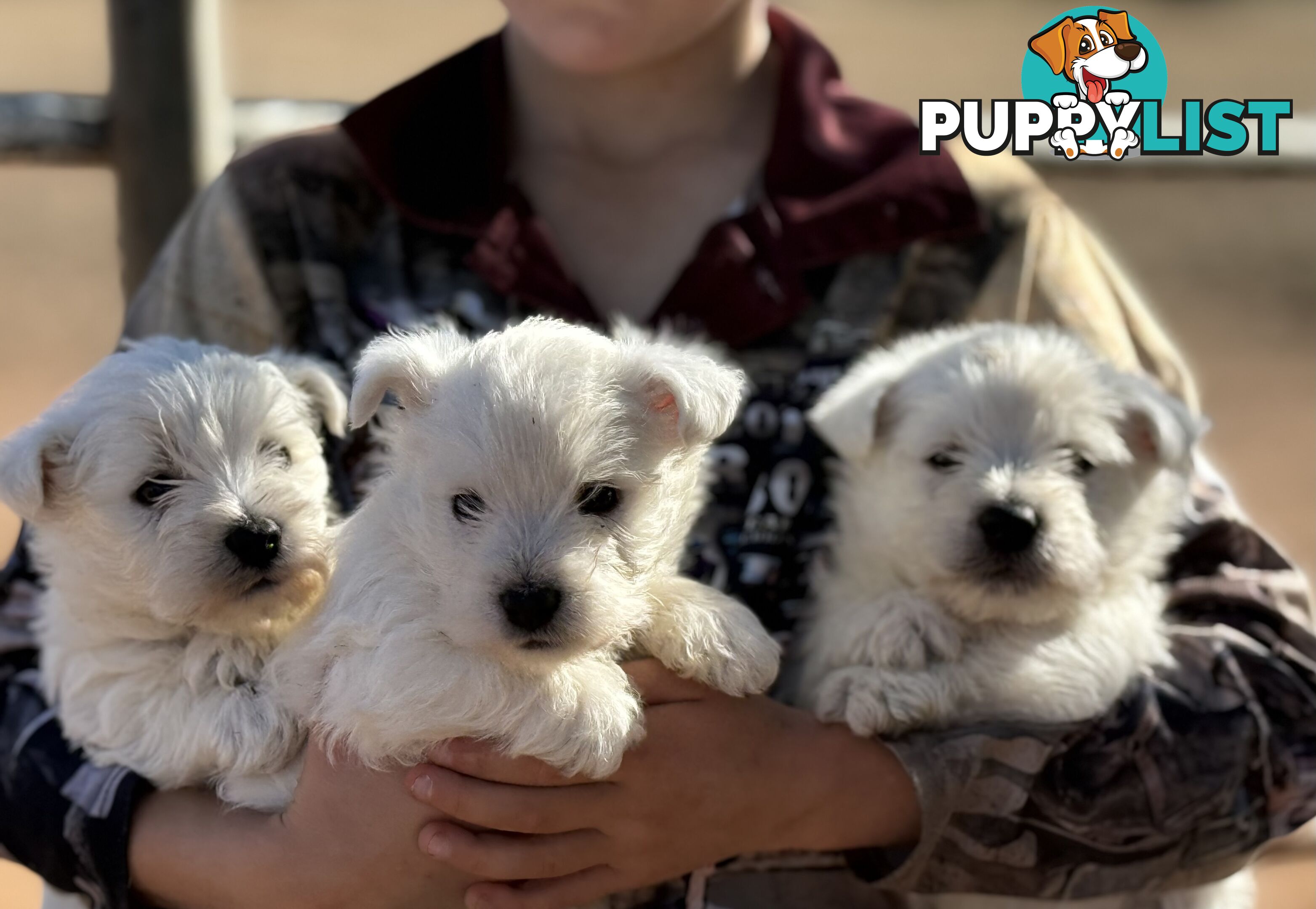 ❤️Purebred West Highland Terrier Puppies ❤️
