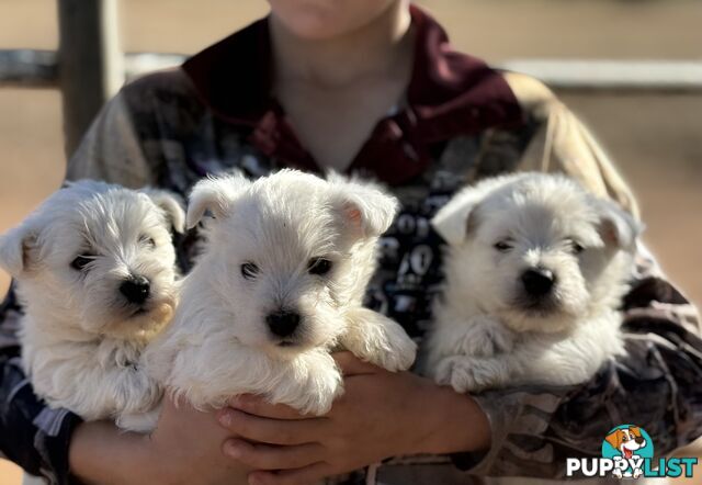 ❤️Purebred West Highland Terrier Puppies ❤️