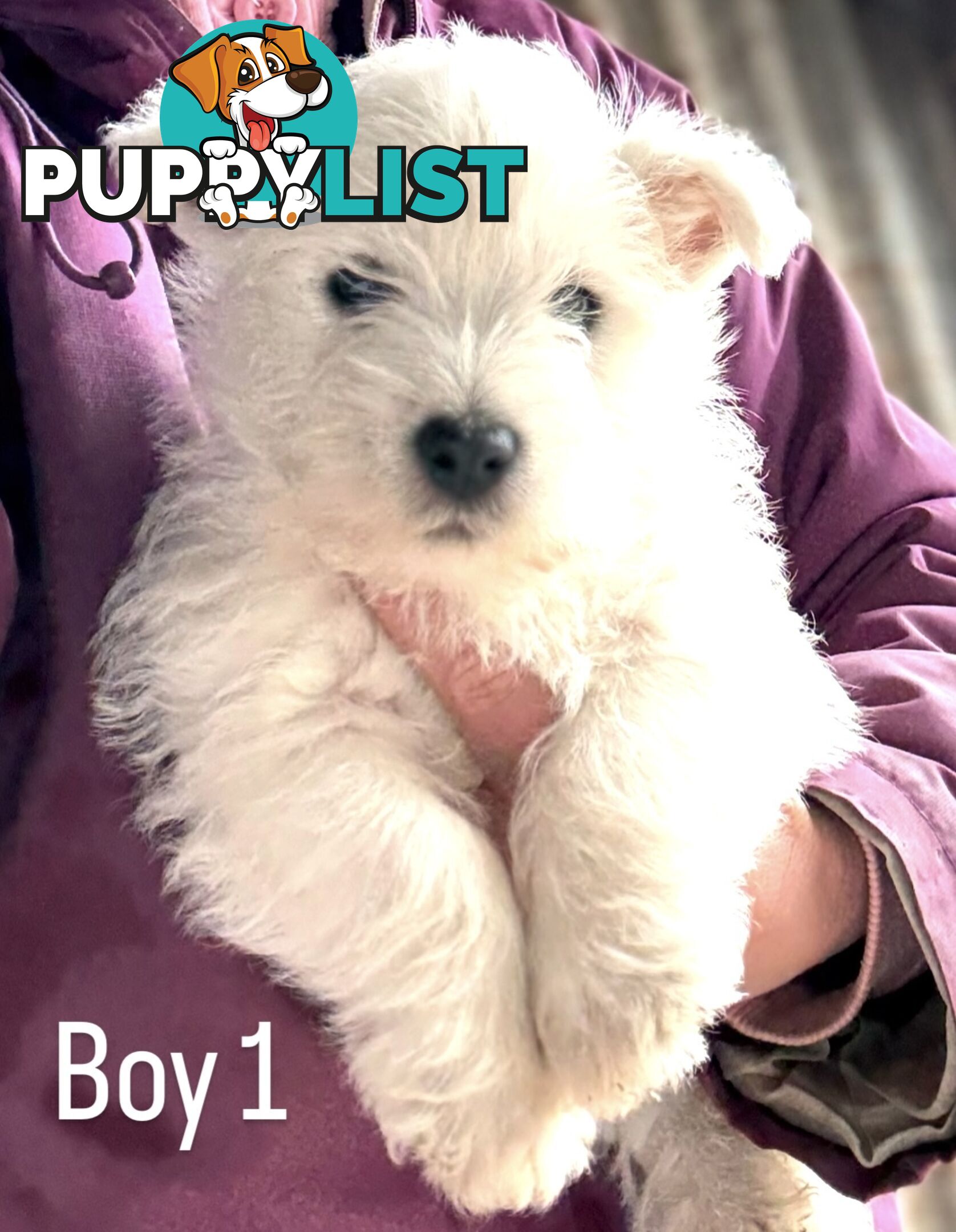 ❤️Purebred West Highland Terrier Puppies ❤️
