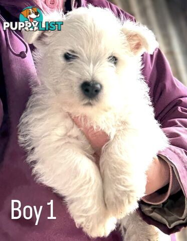 ❤️Purebred West Highland Terrier Puppies ❤️