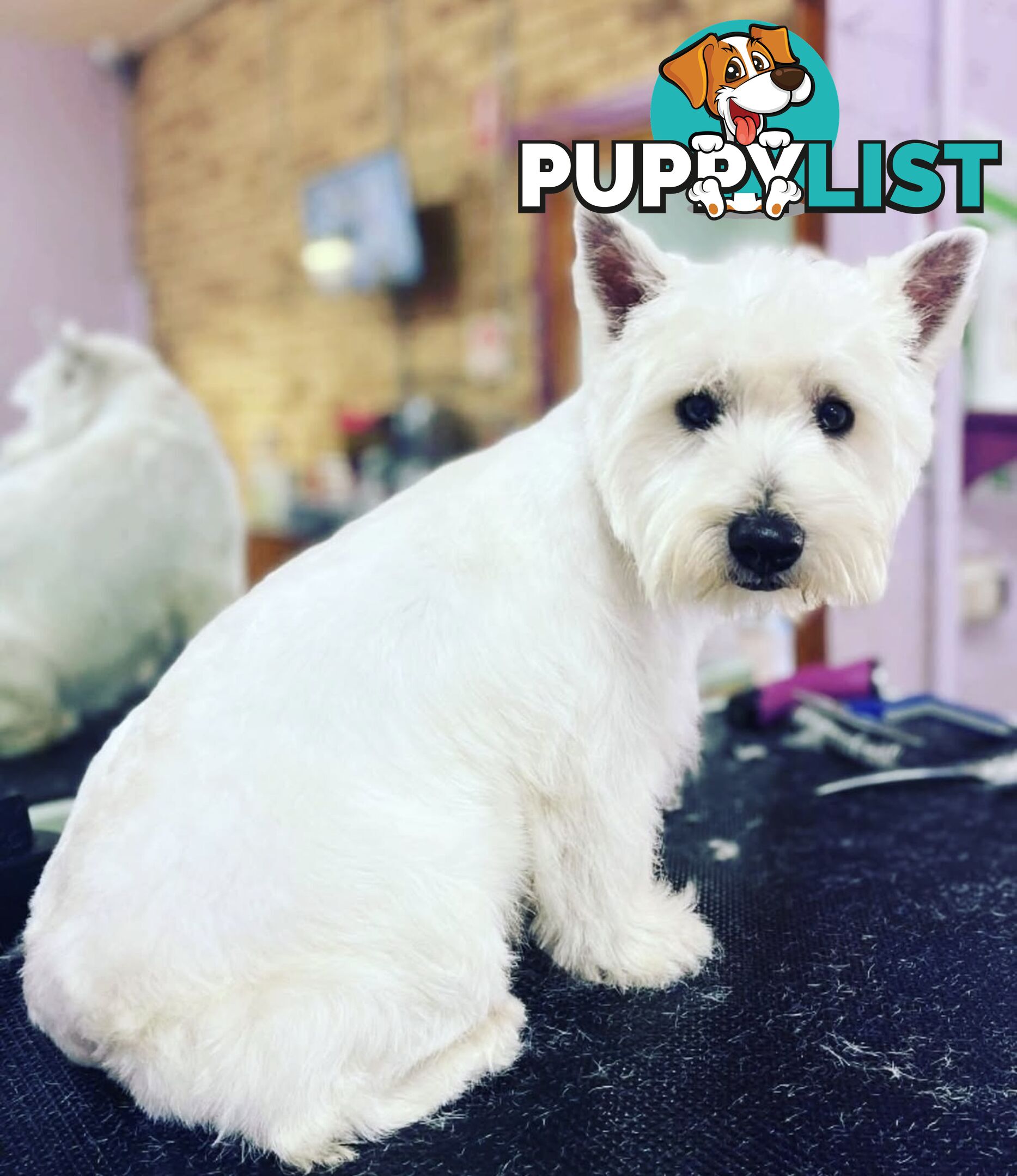 ❤️Purebred West Highland Terrier Puppies ❤️