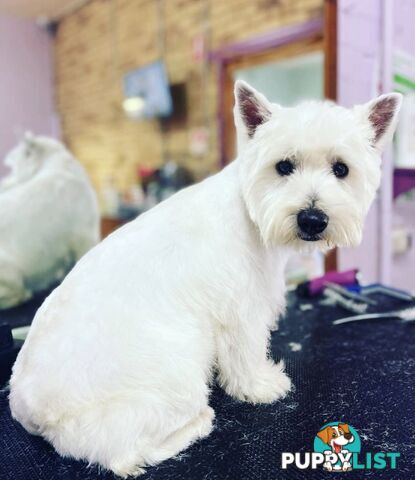 ❤️Purebred West Highland Terrier Puppies ❤️