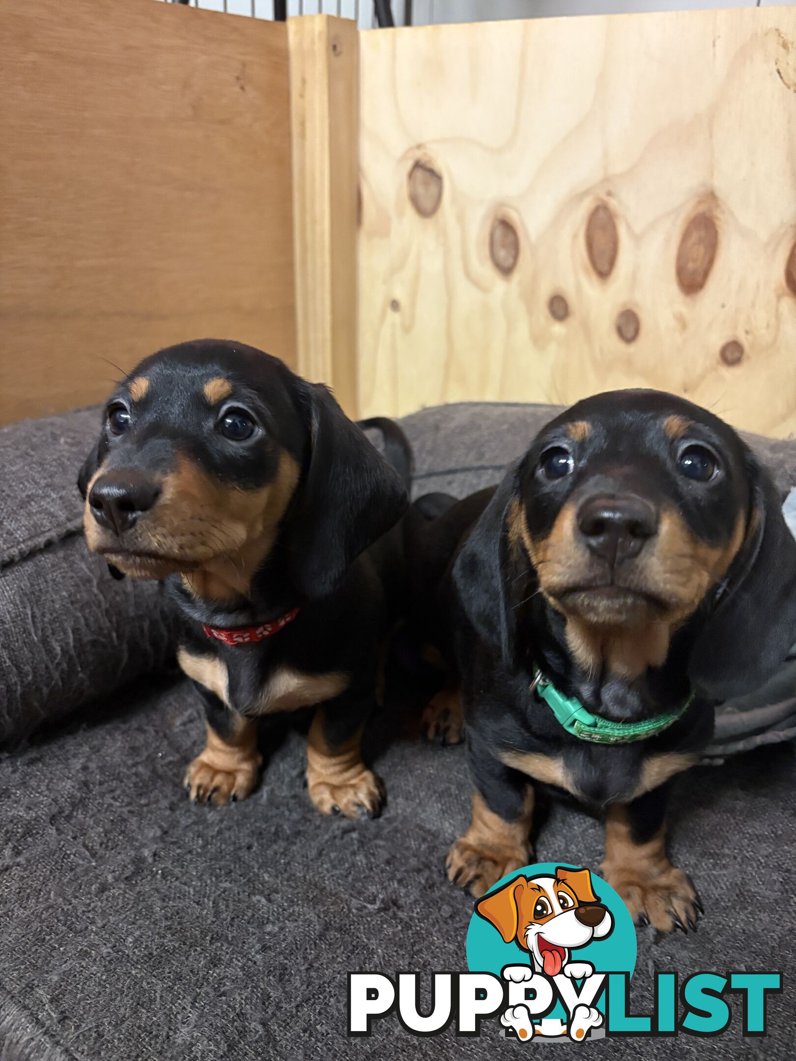 Purebred Miniature Dachshund Puppies - ready for homes now