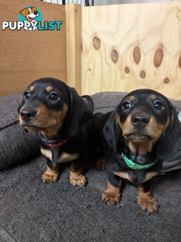 Purebred Miniature Dachshund Puppies - ready for homes now