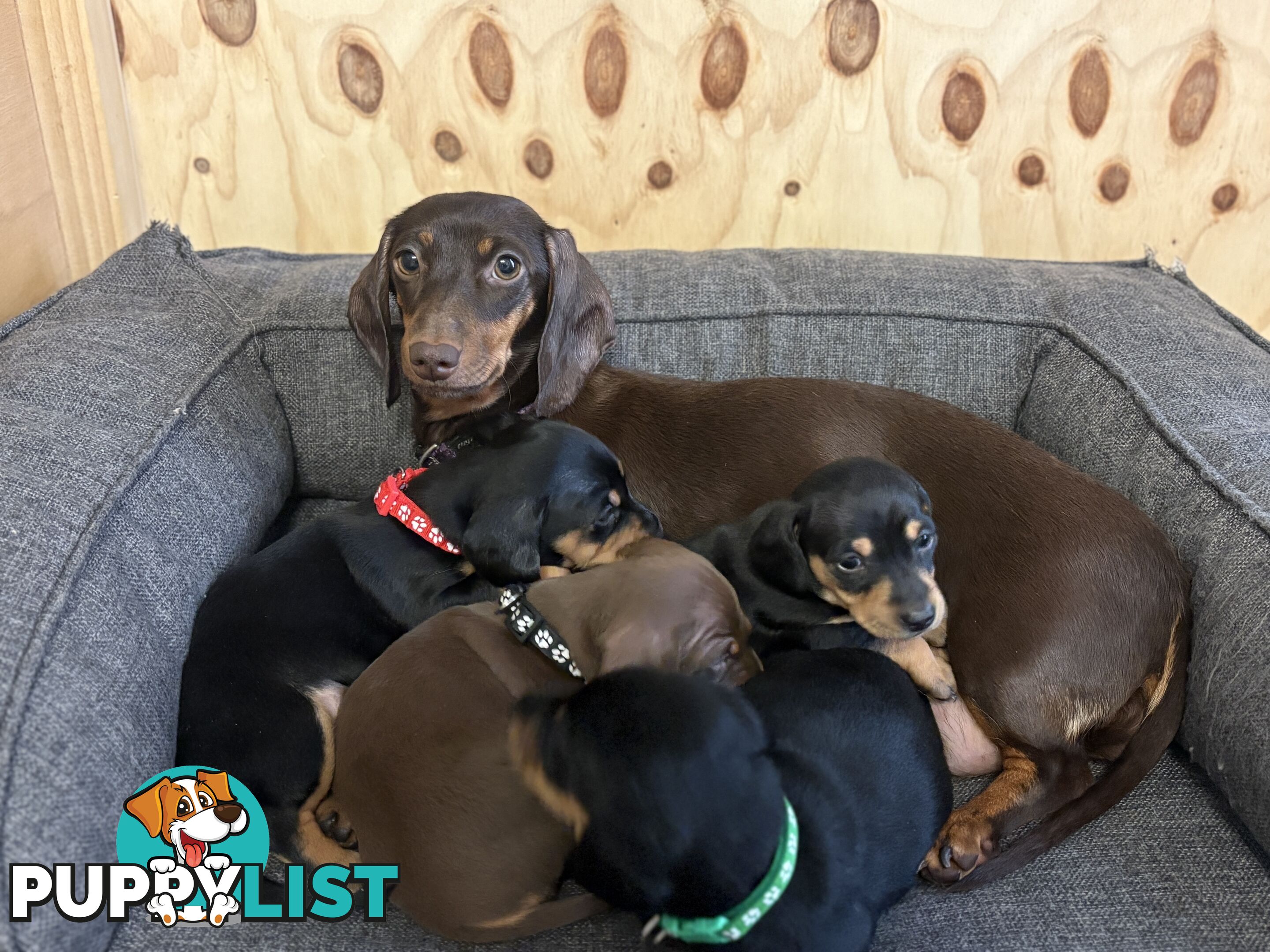 Purebred Miniature Dachshund Puppies - ready for homes now