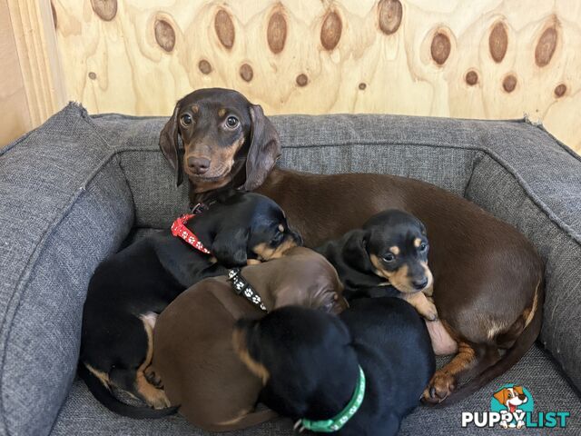 Purebred Miniature Dachshund Puppies - ready for homes now