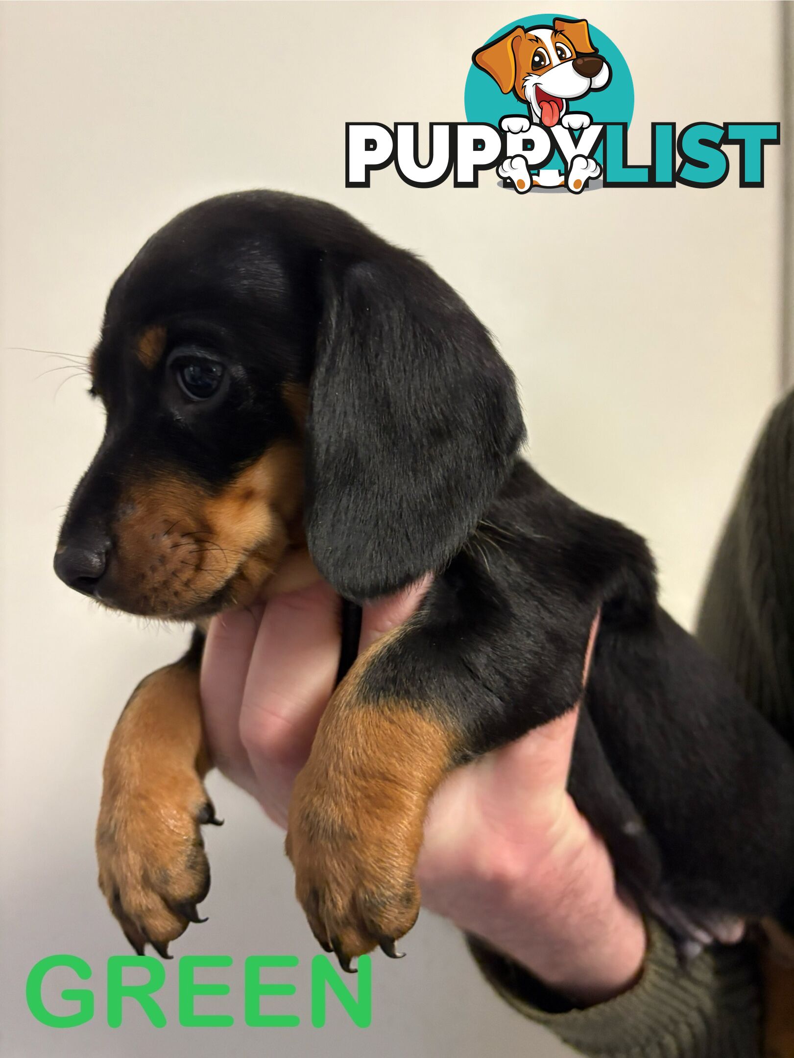 Purebred Miniature Dachshund Puppies - ready for homes now