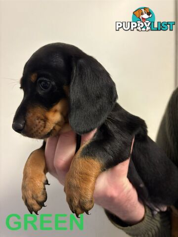 Purebred Miniature Dachshund Puppies - ready for homes now