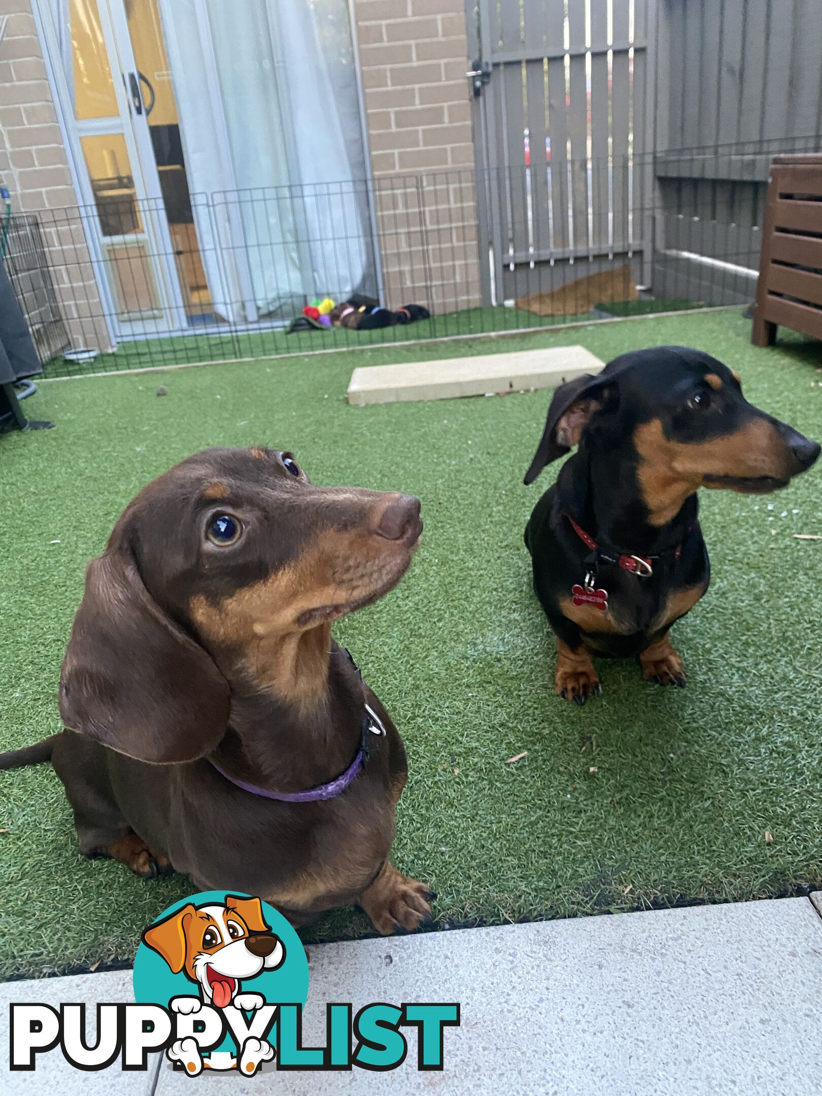Purebred Miniature Dachshund Puppies - ready for homes now