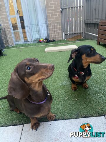 Purebred Miniature Dachshund Puppies - ready for homes now