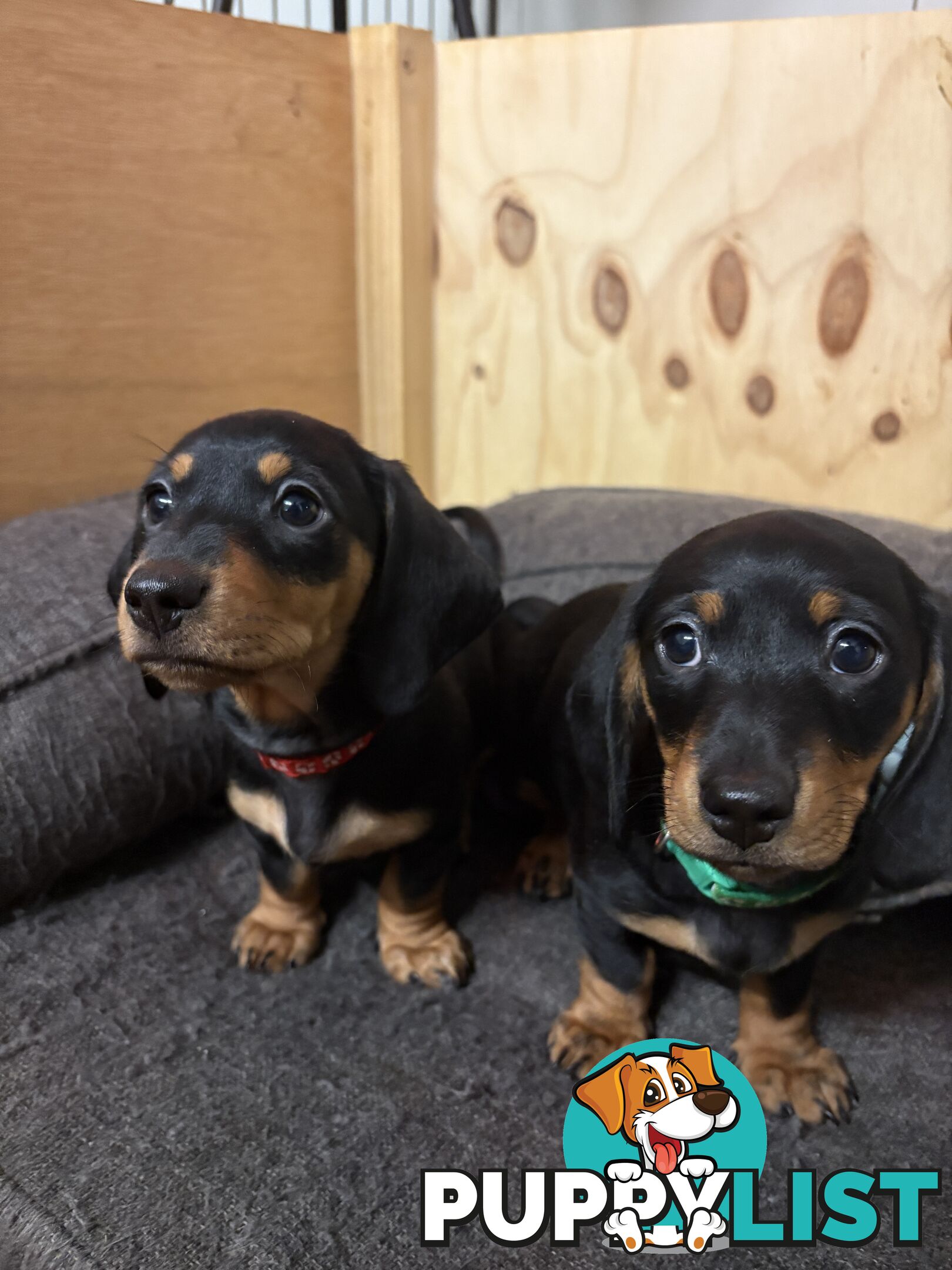 Purebred Miniature Dachshund Puppies - ready for homes now