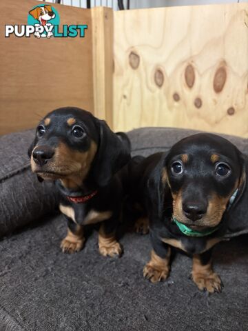 Purebred Miniature Dachshund Puppies - ready for homes now