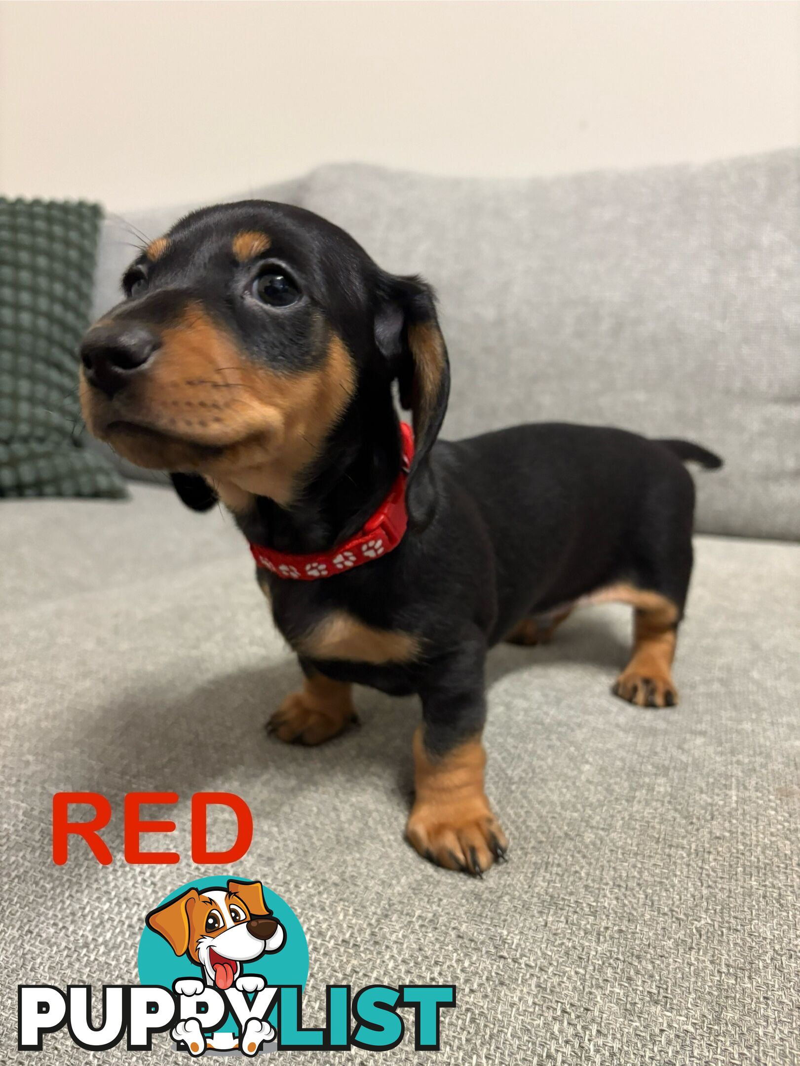 Purebred Miniature Dachshund Puppies - ready for homes now