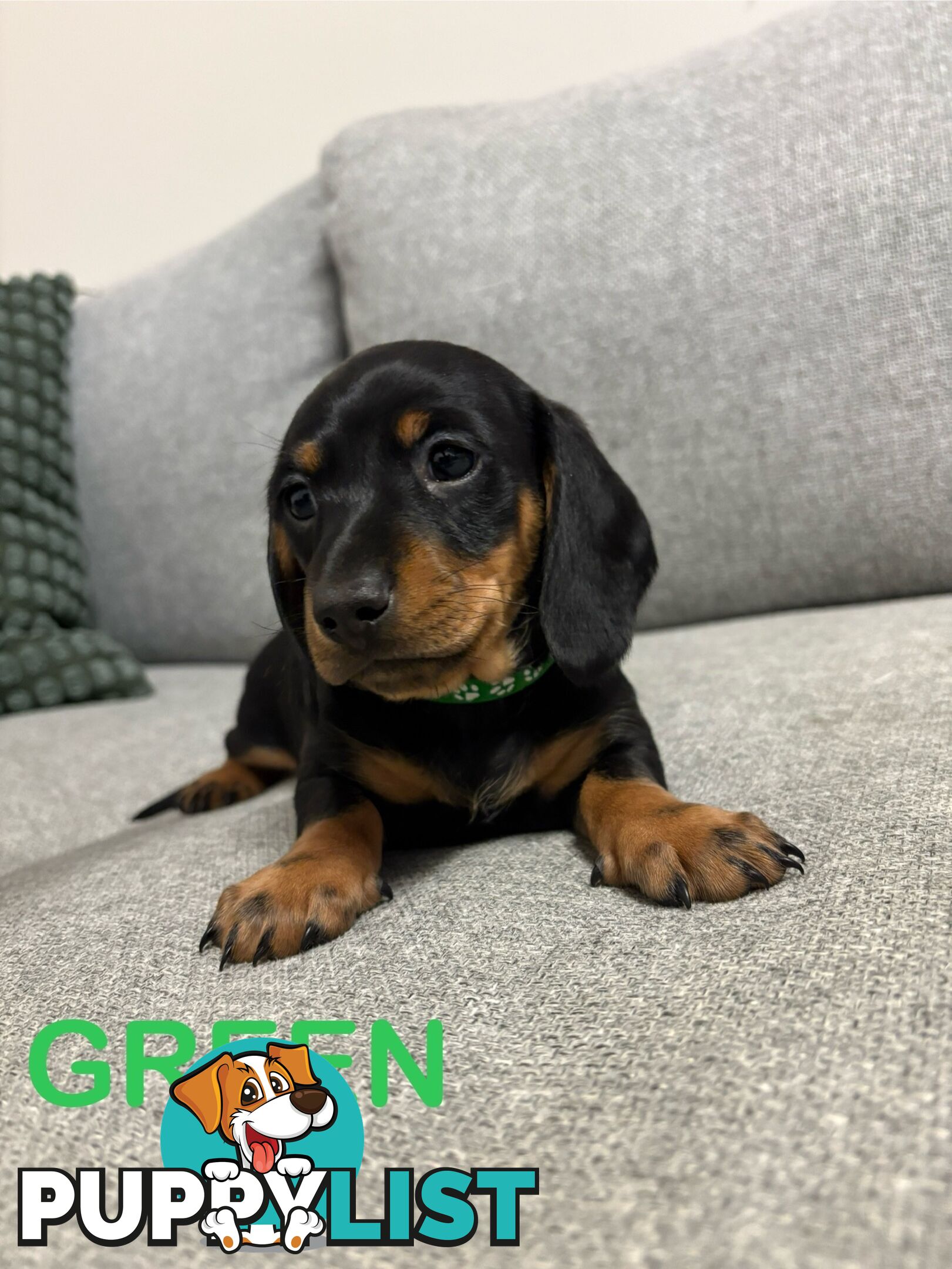 Purebred Miniature Dachshund Puppies - ready for homes now