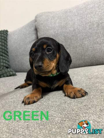 Purebred Miniature Dachshund Puppies - ready for homes now