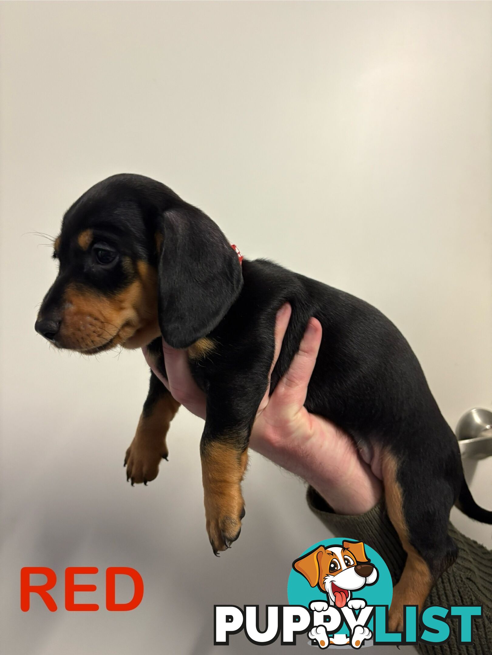 Purebred Miniature Dachshund Puppies - ready for homes now