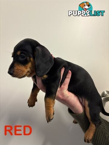 Purebred Miniature Dachshund Puppies - ready for homes now