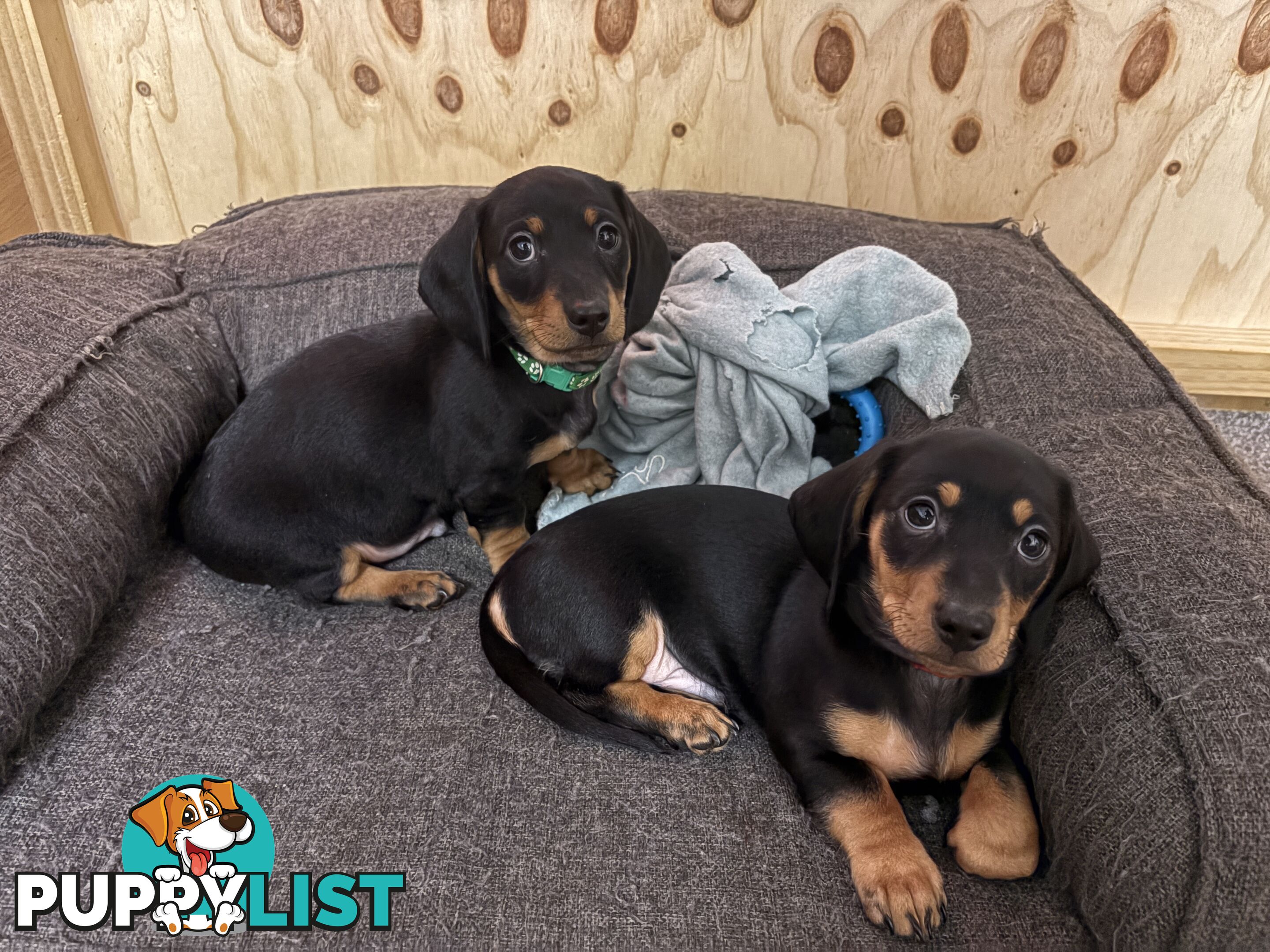 Purebred Miniature Dachshund Puppies - ready for homes now