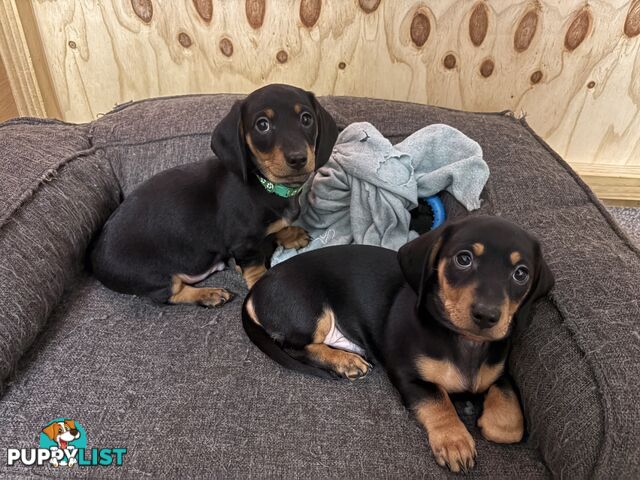 Purebred Miniature Dachshund Puppies - ready for homes now