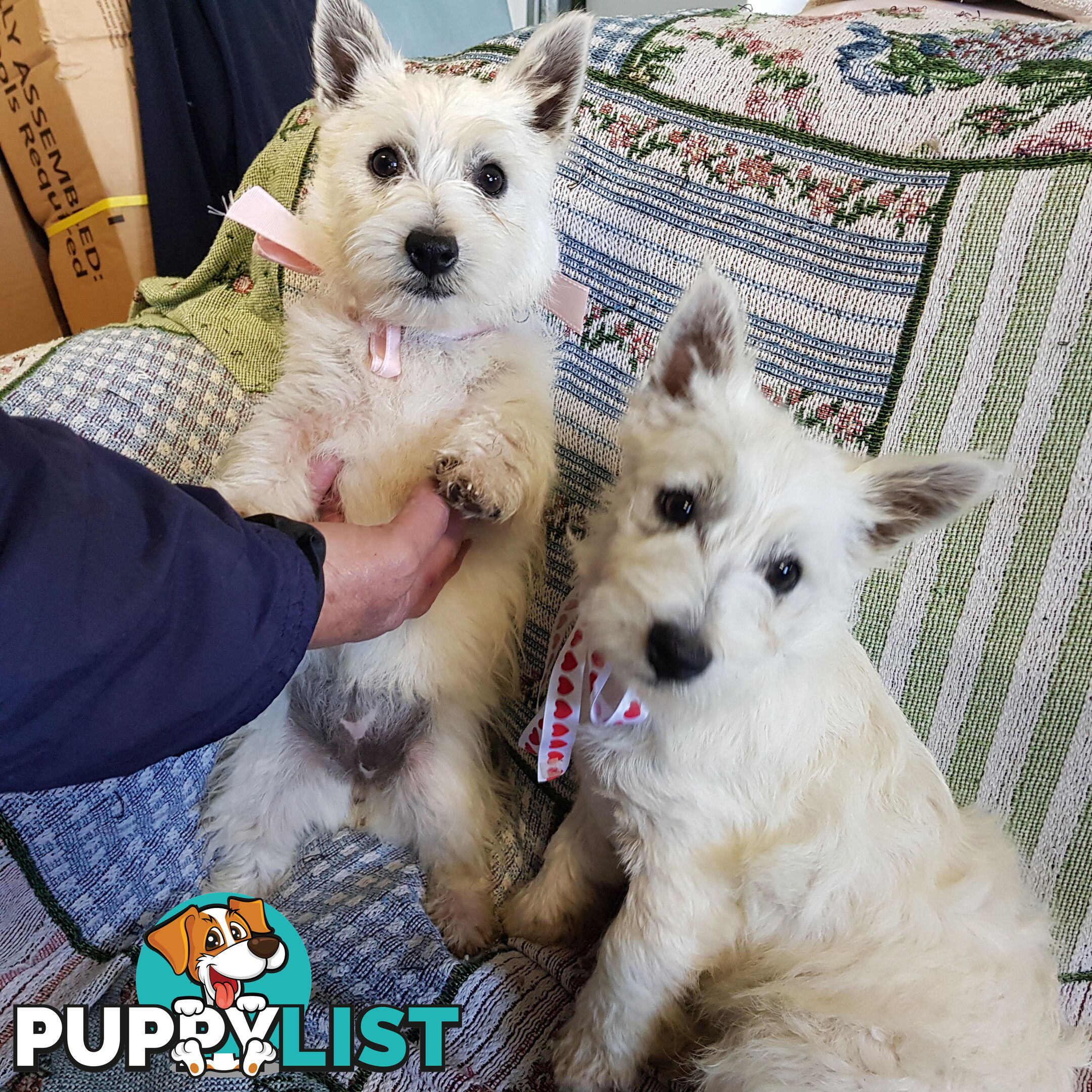 Wanted: West Highland Terrier x Bichon Frise 3 Gorgeous Male Puppies seeking Forever Homes