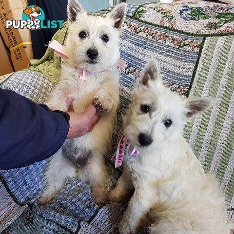 Wanted: West Highland Terrier x Bichon Frise 3 Gorgeous Male Puppies seeking Forever Homes