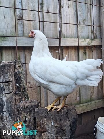 Easter Egger Pullets