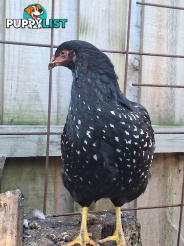 Easter Egger Pullets