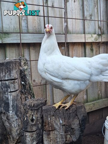 Easter Egger Pullets