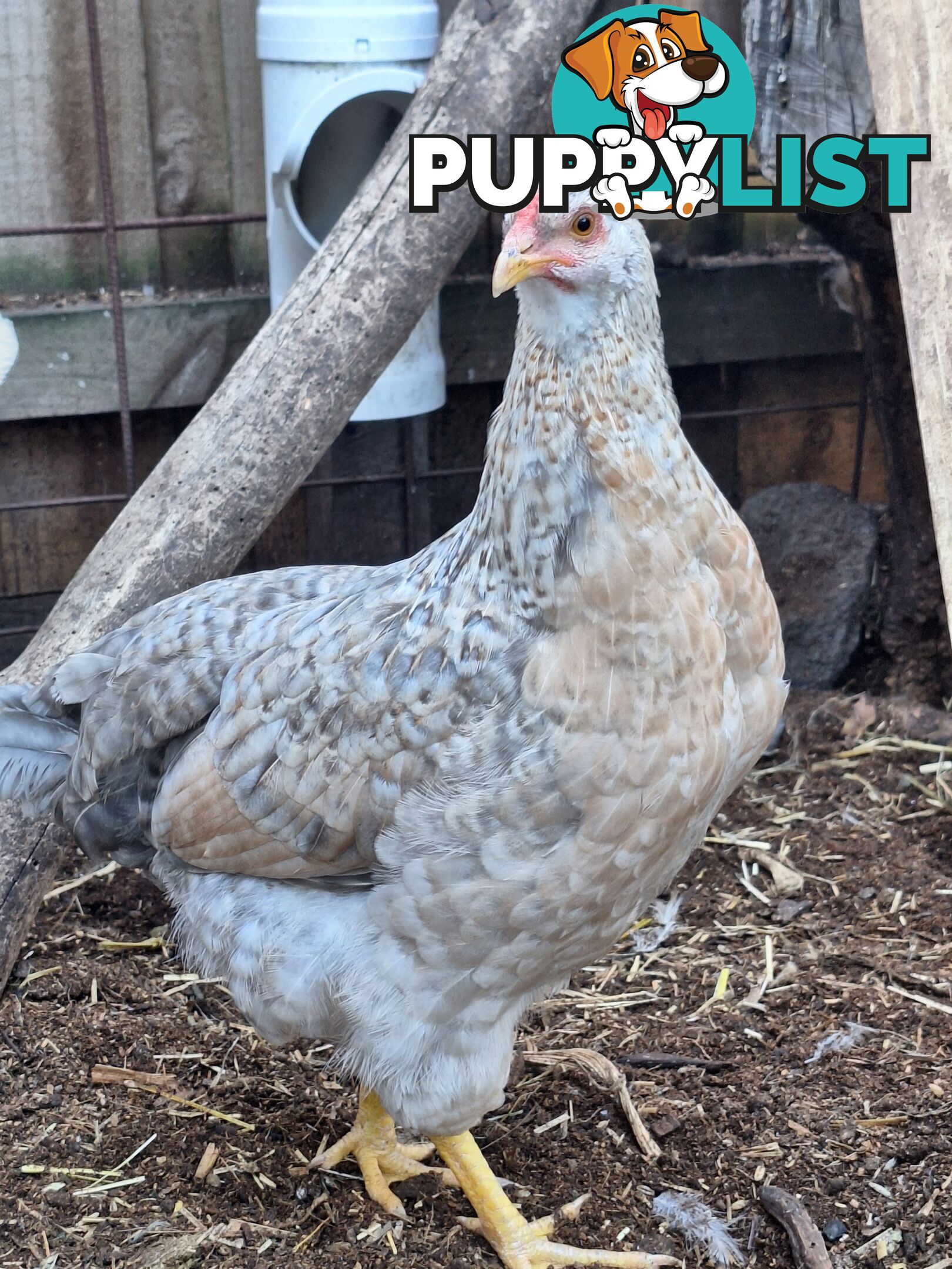 Easter Egger Pullets