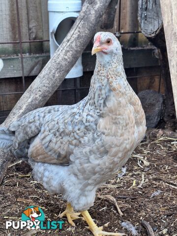 Easter Egger Pullets