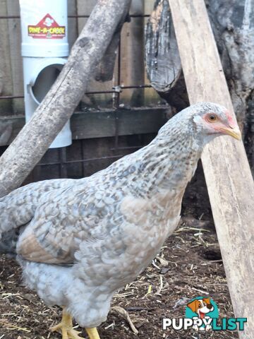 Easter Egger Pullets