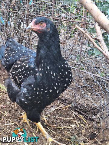 Easter Egger Pullets