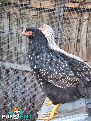 Easter Egger Pullets