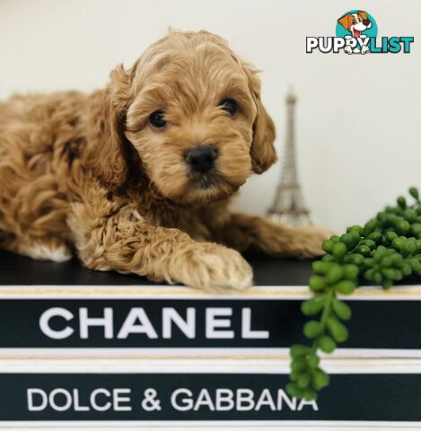 🐶✨ Adorable Cavoodle Puppies – Ready for Their Forever Homes! ✨🐶