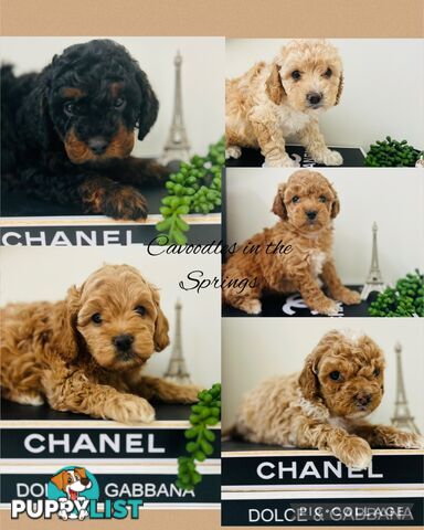 🐶✨ Adorable Cavoodle Puppies – Ready for Their Forever Homes! ✨🐶