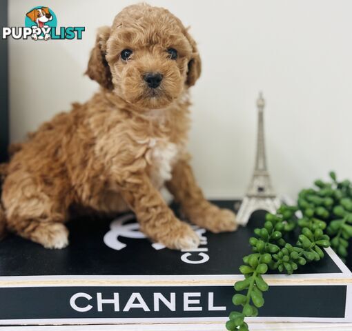 🐶✨ Adorable Cavoodle Puppies – Ready for Their Forever Homes! ✨🐶