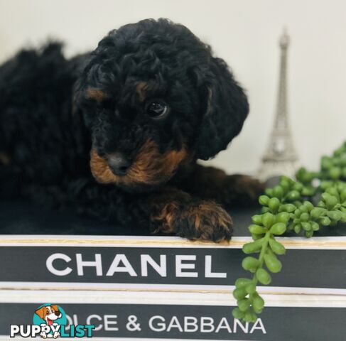 🐶✨ Adorable Cavoodle Puppies – Ready for Their Forever Homes! ✨🐶